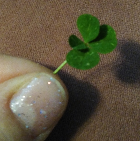 🍀 Wild Four Leaf Clover REAL Just for You Found 4 /22/23 USA yard Lucky Clovers - Picture 7 of 15
